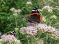 Hemp-agrimony Eupatorium cannabinum flowers with red admiral butterfly Royalty Free Stock Photo